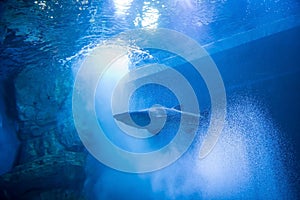 Marine shark fish swim in aquarium, Suphan Buri, Thailand