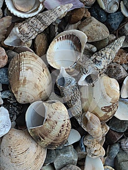 Marine Shells found in the beach