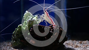 Marine shrimp Lysmata amboinensis Cleaner Shrimp