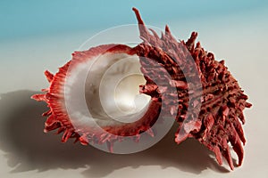 Marine spondylus sea shell