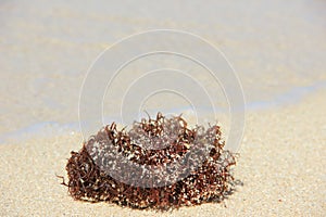 Marine sponge