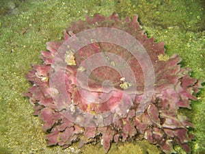 Marine Sponge