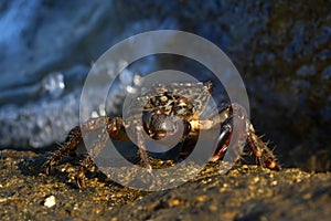 Marine still life - Crab Potamon fluviatile