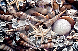 Marine style background from many shells