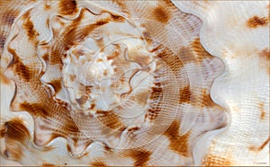 Marine texture photo