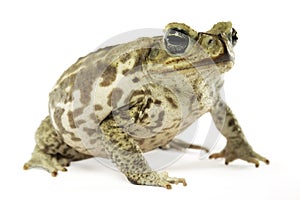 Marine Toad