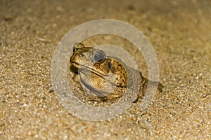 Marine toad in sand