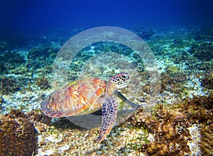 Marine tortoise in sea water. Marine green sea turtle closeup. Tropical coral reef wildlife.