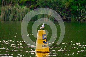 Marine Traffic Sign with Seagull photo