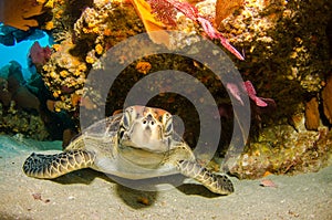 Marine Turtle.