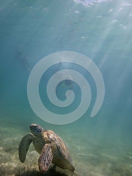 Marine turtle and divers