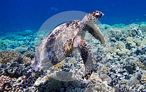 Marine turtle on Gili Meno, Indonesia