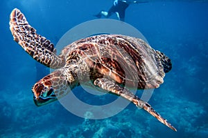 Marine Turtle in Great Barrier Reef, Australia