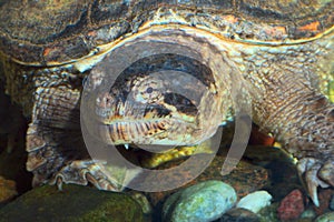 Marine turtle head closeup eye reptile monster lake animal