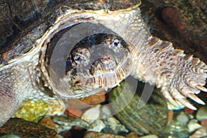 Marine turtle head closeup eye reptile monster lake animal