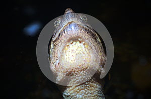 Marine turtle head closeup under eye reptile monster lake water animal