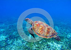 Marine turtle in seawater. Sea tortoise underwater photo. Sea turtle in coral reef