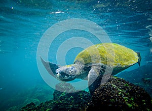 Marine turtle swimming underwater