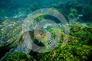 Marine turtle swimming underwater