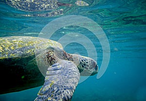 Marine turtle swimming underwater