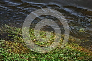 Marine vegetation in the Loire River in France