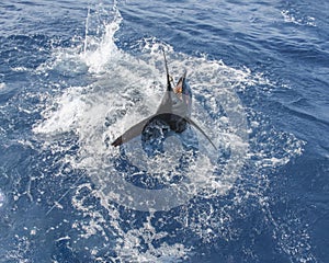 Marine wild sailfish in splashes of water is trying to free itself from the hook