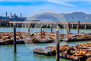 Marine wildlife at Pier 39 in San Francisco
