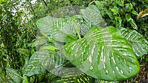 Marino Ballena National Park, Costa Rica