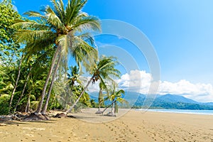 Marino Ballena National Park in Uvita - Punta Uvita - Beautiful beaches and tropical forest at pacific coast of Costa Rica