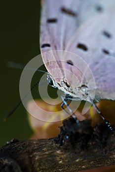Mariposa alas vuelo photo
