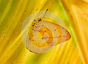 Mariposa amarilla sobre hoja de platano