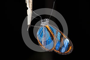 Mariposa azul - Blue butterfly photo