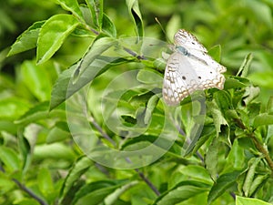 Mariposa Blanca MarrÃÂ³n En Plantas Verdes photo