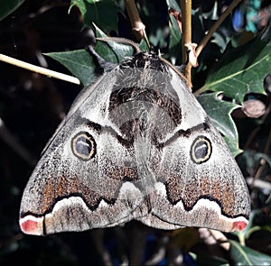 Búho mariposa masculino 
