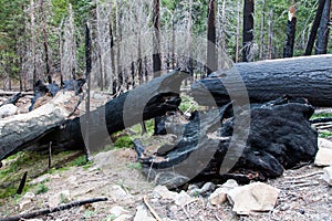 Mariposa Grove photo