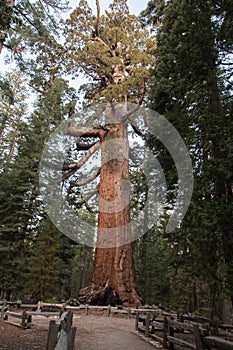 Mariposa Grove photo