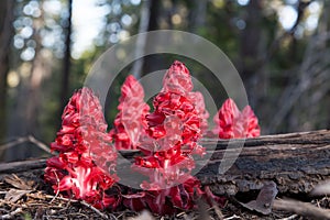 Mariposa Grove photo