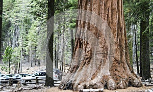 Mariposa Grove photo