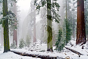 Mariposa Grove of giant sequoias, Yosemite national Park, California. photo