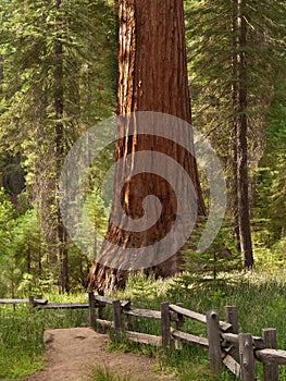 Mariposa Grove Redwoods photo