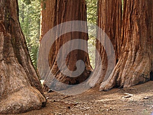 Mariposa Grove Redwoods