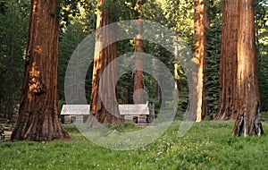 Mariposa Grove Redwoods