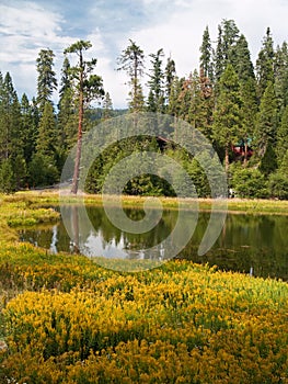 Mariposa Grove Redwoods photo