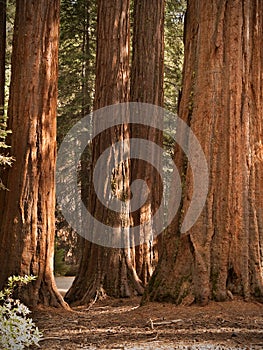 Mariposa Grove Redwoods photo