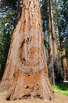 Mariposa Grove Redwoods photo