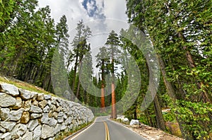 Mariposa Grove - Yosemite, California