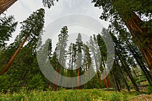 Mariposa Grove - Yosemite, California photo