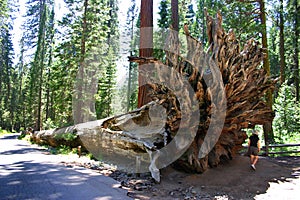 Mariposa Grove, Yosemite National Park photo