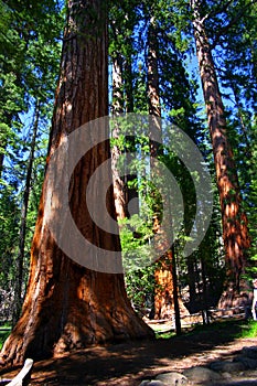 Mariposa Grove, Yosemite National Park photo