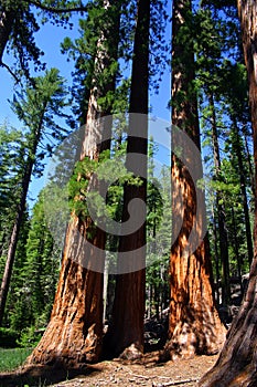 Mariposa Grove, Yosemite National Park photo